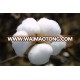 Wholesale High Quality Cheap Pakistan Raw Cotton