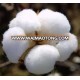 RAW COTTON