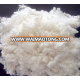 raw cotton fiber/cotton/cotton fiber