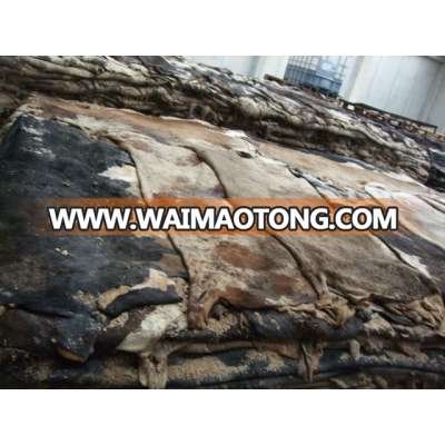 HIGH QUALITY SALTED COW HIDES