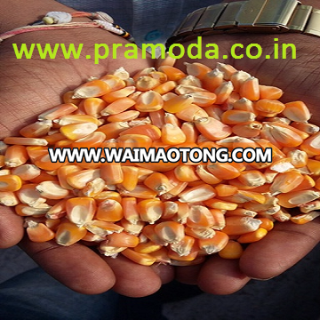 Good Quality Yellow maize/yellow corn for Animal Feed